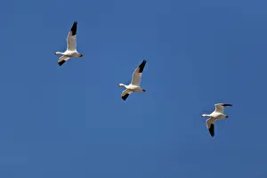 Caerulescens: Snow Geese in Flight