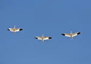 Migrating: Snow Geese in Flight