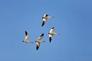 Migrating: Snow Geese in Flight