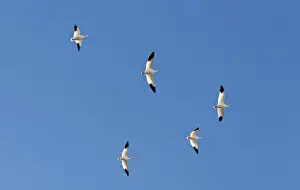 Migrating: Snow Geese in Flight