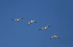 Migrating: Snow Geese in Flight