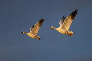 Migrating: Snow geese in flight. Bosque del Apache National Wildlife