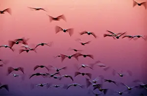 Arty: SNOW GEESE - flight to roost after dark, showing