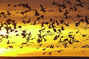 Choteau: Snow geese in flight during spring migration