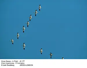 Hyperborea: Snow Geese - In Flight, V-Formation
