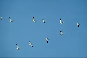 Lisa Svedberg: SNOW GEESE - in flight, v formation