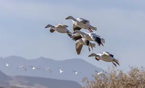 Soaring: Snow Geese in flight in winter over the Rio Gran