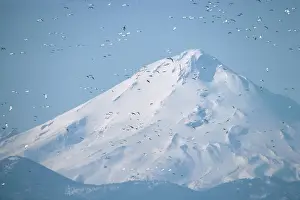 Chris Knights: Snow Geese - Flock in Flight