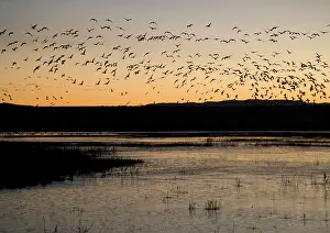 Midwinter: Snow geese - flock in flight at dawn in midwinter