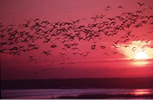 Silhouettes: SNOW GEESE - flock in flight, at sunset