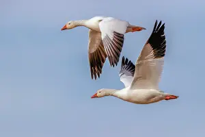 Adam: Snow geese flying. Bosque del Apache National Wildlife