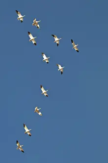 Eleven: Snow Geese in Formation