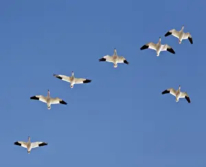 Caerulescens: Snow Geese in Formation