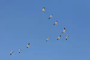 Migrating: Snow Geese in Formation
