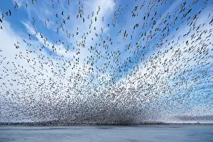 Squaw: Snow Geese and Ice