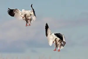 Coloring: Snow Geese Landing