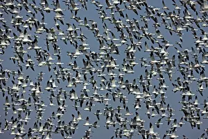 Montezuma: Snow Geese - Large group in flight - Montezuma
