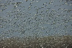 Montezuma: Snow Geese - Large group in flight - Montezuma