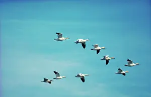 Cooperation: Snow geese migrating