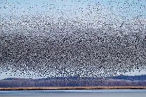 Squaw: Snow Geese Migration