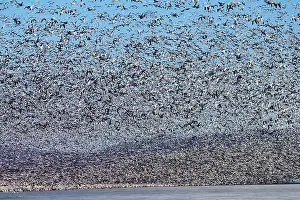 Squaw: Snow Geese Migration