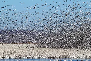 Squaw: Snow Geese Migration