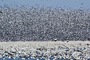 Squaw: Snow Geese Migration