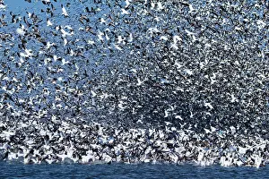 Squaw: Snow Geese Migration