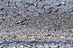 Squaw: Snow Geese Migration
