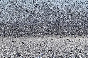 Squaw: Snow Geese Migration