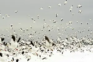 Migrate: Snow Geese Migration