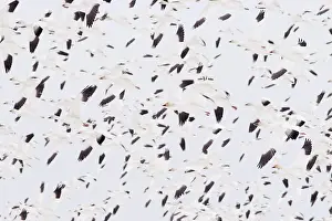Migrate: Snow Geese Migration