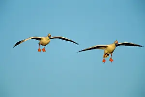 Preparing: Snow geese - preparing to land