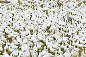 Tabida: Snow Geese and Sandhill Cranes