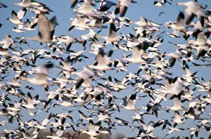 Migrates: Snow Geese and Sandhill Cranes