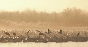 Caerulescens: Snow Geese and Sandhill Cranes