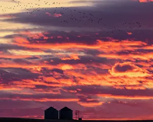 Grain: Snow geese silhouetted against sunrise sky during