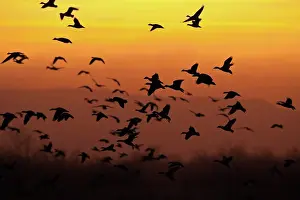 Coloring: Snow Geese at Sunset