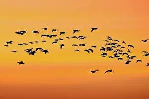 Coloring: Snow Geese at Sunset
