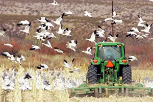 Passes: Snow Geese - Taking flight from corn field as tractor passes