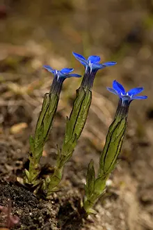 Gentiana: Snow gentian