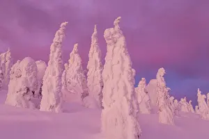 Rime: Snow ghosts in twilight in the Whitefish