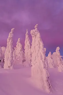 Rime: Snow ghosts in twilight in the Whitefish
