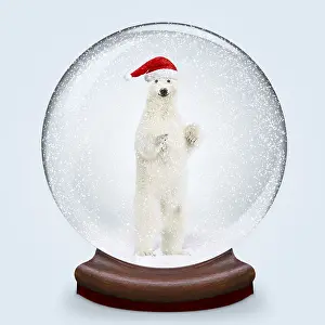 Snowglobes: Snow globe, Polar Bear smiling wearing Christmas hat