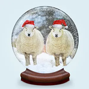 Snowglobes: Snow globe of two sheep wearing Christmas hats