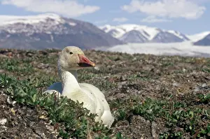 Atlantica: Snow Goose
