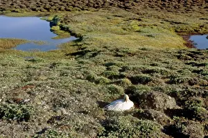 Caerulescens: Snow Goose