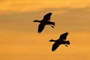 Caerulescens: Snow Goose