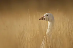 Caerulescens: Snow Goose