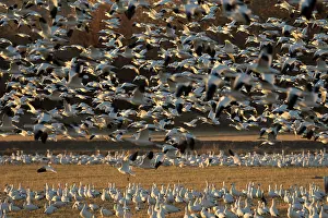Caerulescens: Snow Goose